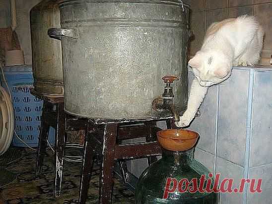 Кот самогонщик.