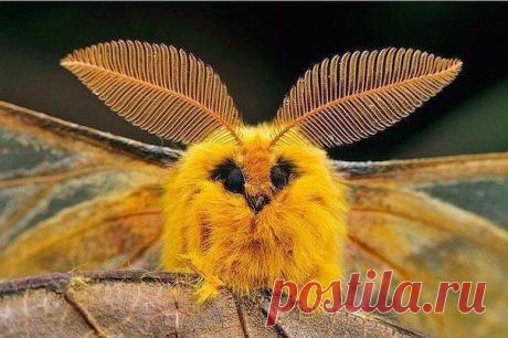 Мотылек шелкопряда