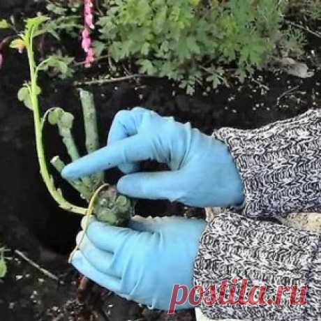 Весенняя посадка роз