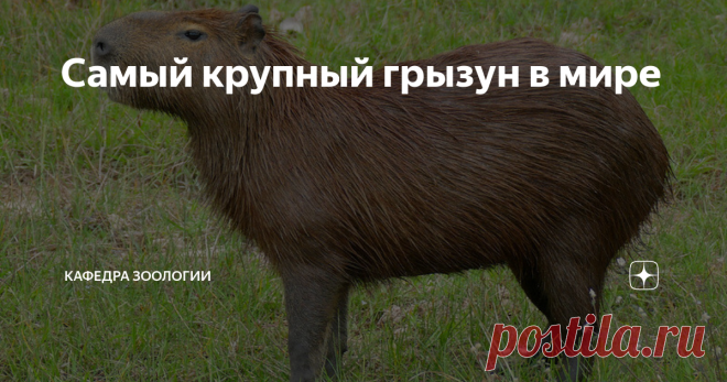 Самый крупный грызун в мире Мы привыкли к тому, что грызуны - животные мелких размеров. И действительно, большинство представителей этого отряда таковыми и являются. Из грызунов нашей страны выдающиеся для этих зверьков размеры имеют такие представители как различные виды сурков, индийский дикобраз и самый крупный из наших грызунов - бобр. В доисторическое время, миллионы лет назад, существовали грызуны, чей вес превышал тонну! В настоящее же время, чтобы познакомиться с с...