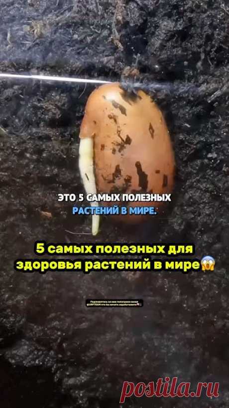 5 самых полезных для здоровья растений в мире😱 #растения #здоровье #жизнь #развитие #новости