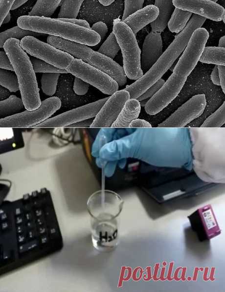 Ученые создали живые материалы на основе кишечной палочки