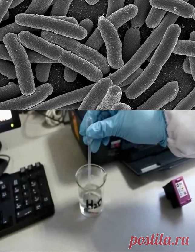 Ученые создали живые материалы на основе кишечной палочки
