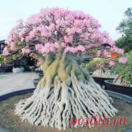 Pinterest