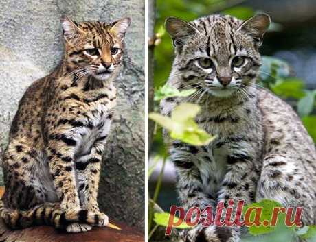 16 великолепных диких котов, о которых вы почти наверняка не слышали