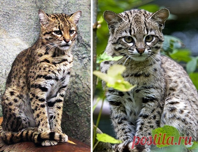 16 великолепных диких котов, о которых вы почти наверняка не слышали