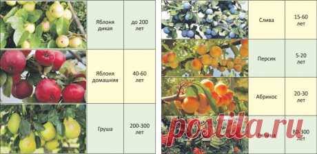 Как долго живут плодовые деревья?
