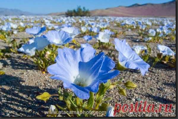 пустыня расцвела - Поиск в Google