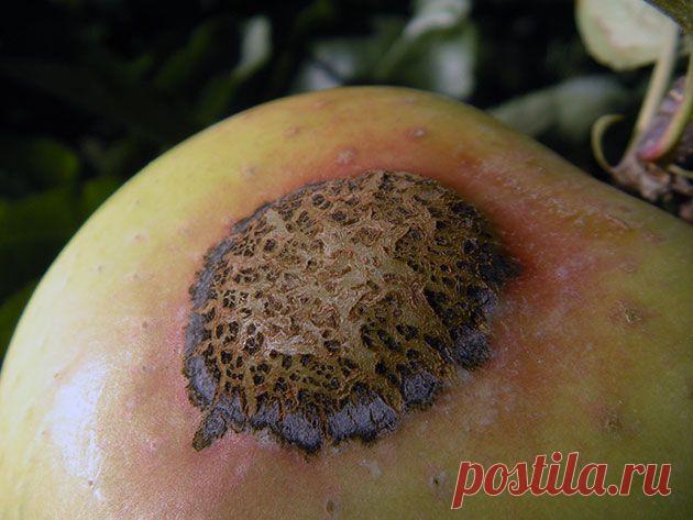 Дерево яблуня – посадка й догляд, обрізування яблуні і щеплення, опис сортів яблуні