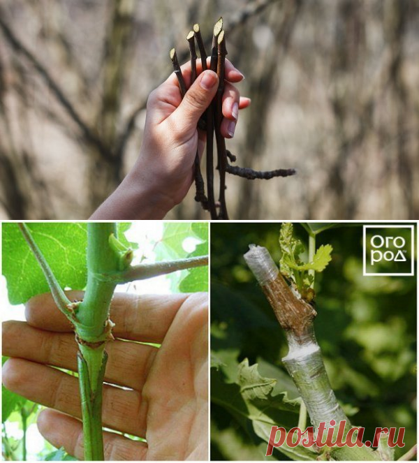 Черенки для весенней прививки – правильная заготовка и хранение | Уход за садом (Огород.ru)
