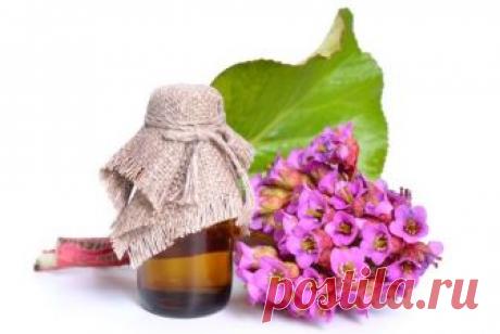 Бадан: эффектные соцветия, целебные корневища 
Бадан – растение-универсал: обладая широким спектром лекарственных свойств, он великолепно смотрится на клумбе. Пик его декоративности приходится на конец весны. Летом привлекательны кожистые блестящ…