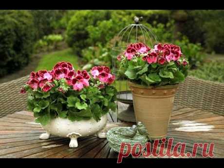 Супер эксперимент по укоренению пеларгонии .