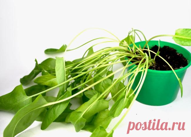 Щавель: особенности выращивания