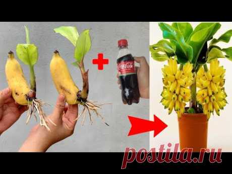 SUPER SPECIAL TECHNIQUE for propagating bananas with coca-cola, super fast growth