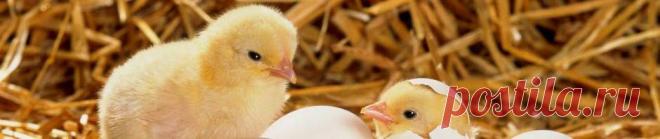 Колорадский жук  Есть ли на него управа Обзор способов