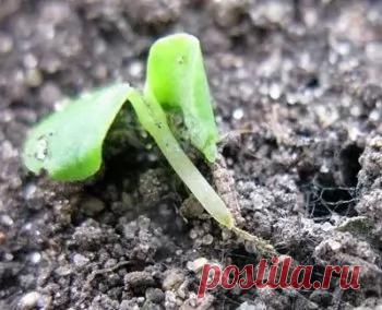 Почему падает петуния после всходов: обзор 6 основных причин