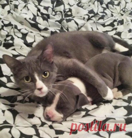 ЕЩЁ КОТЭ | KotoMail.ru