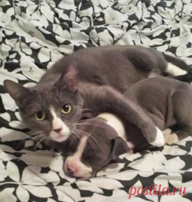 ЕЩЁ КОТЭ | KotoMail.ru