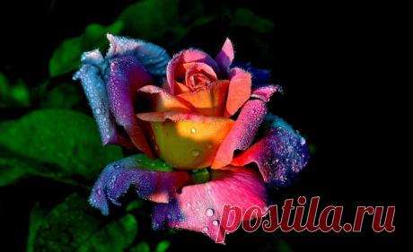 ROSES |