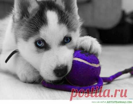 Pretty Puppy | To Die For