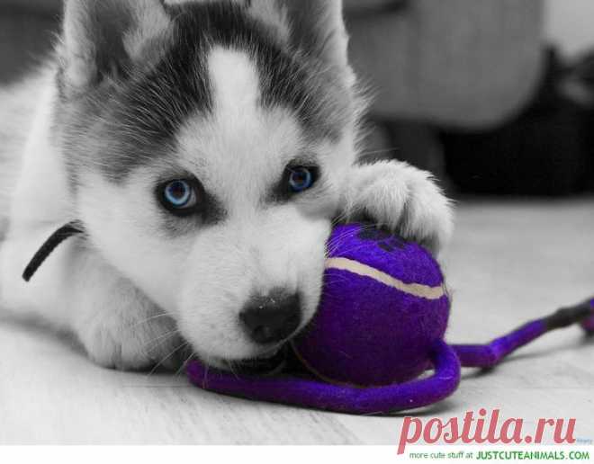 Pretty Puppy | To Die For