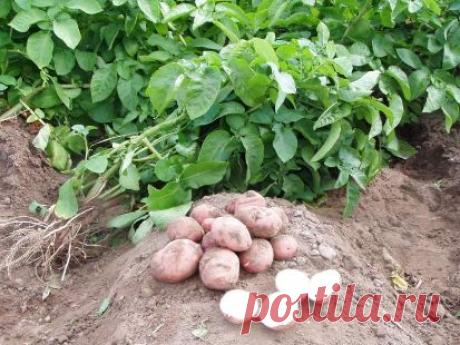Как я выращиваю картофель