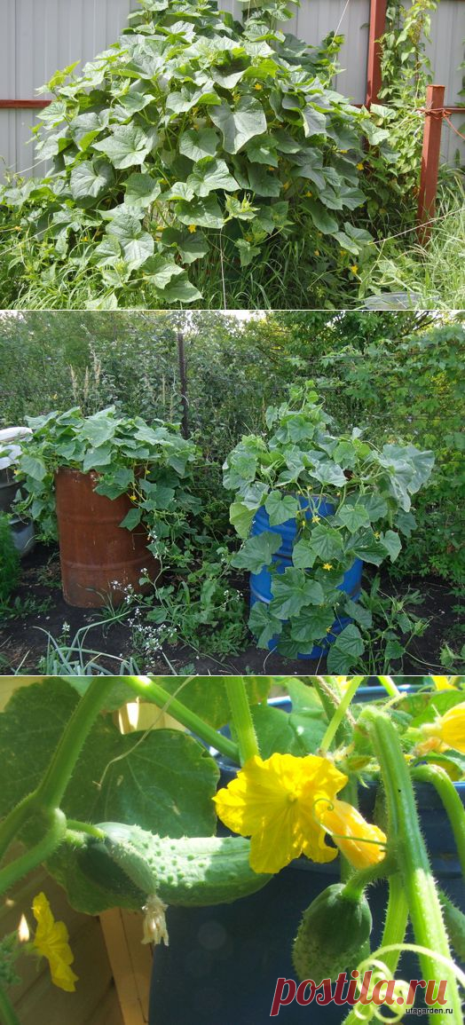 Выращивание огурцов в бочке станет украшением вашего участка