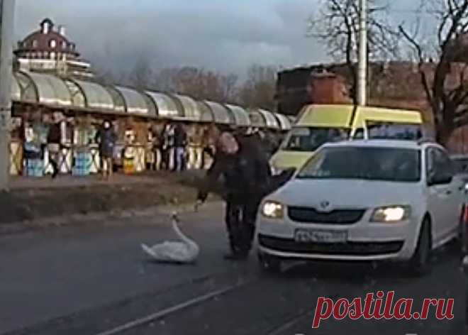 В Калининграде водитель спас раненого лебедя, выбежавшего на оживленную трассу