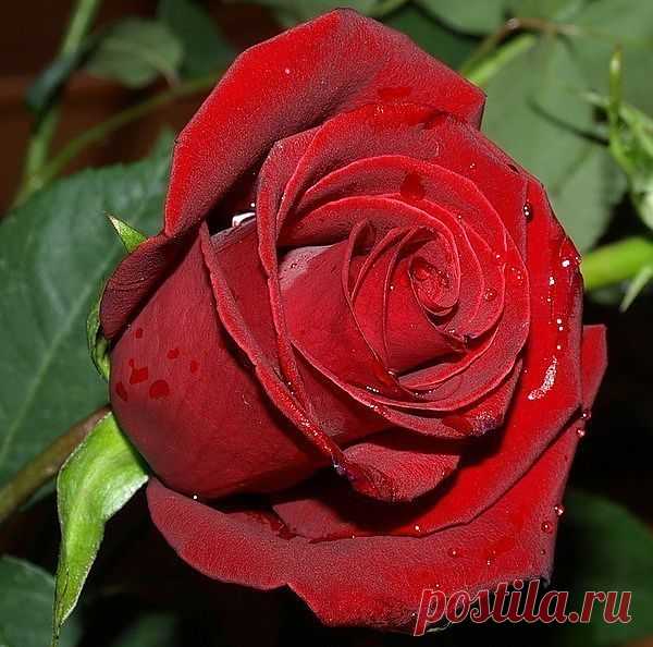 Бархатная красавица!