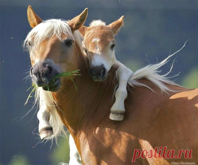 Животные позитивчики