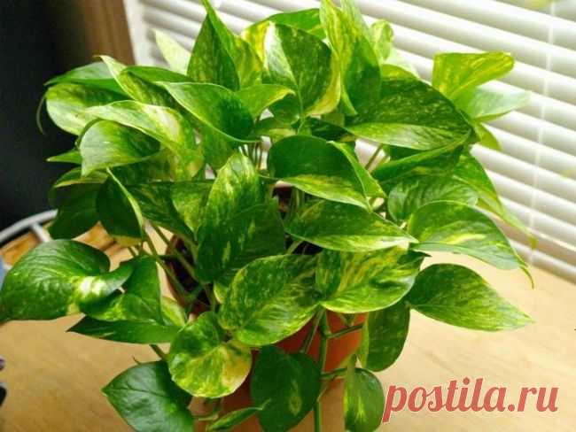 Сциндапсус, или тропическая декоративная лиана, в домашнем цветоводстве