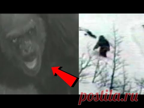 ВОТ КАК ВЫГЛЯДИТ ЖУТКОЕ ЛИЦО СНЕЖНОГО ЧЕЛОВЕКА.  7 САМЫХ НАСТОЯЩИХ ВИДЕО О БИГФУТЕ И САСКВОЧЕ