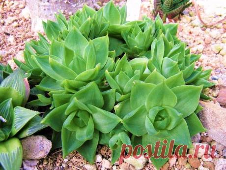 Planta Esmeralda - Haworthia Cymbiformis - Suculenta - Jardim Exótico - O maior portal de mudas do Brasil.