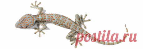 Жуки | www.zoo-ekzo.ru - Продажа экзотических животных