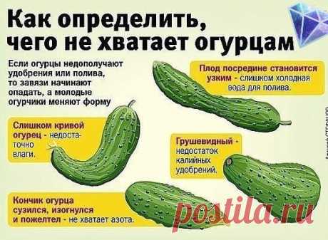 Во саду ли, в огороде