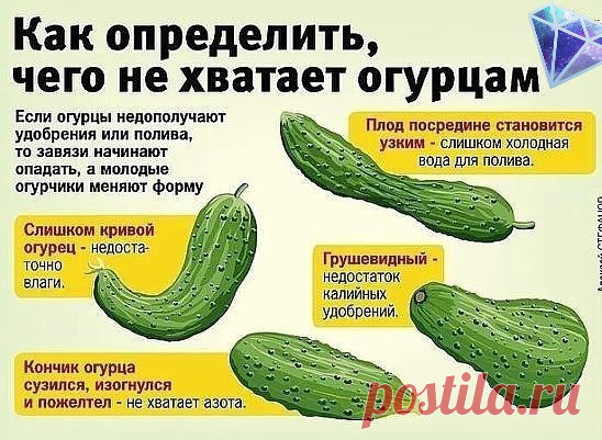 Во саду ли, в огороде