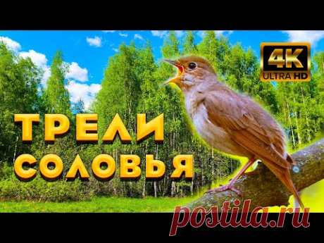Трели Соловья, Целителя От Бога. Соловей Своим Пением Поднимает Вибрации Души И Мы Отдыхаем. (#1)