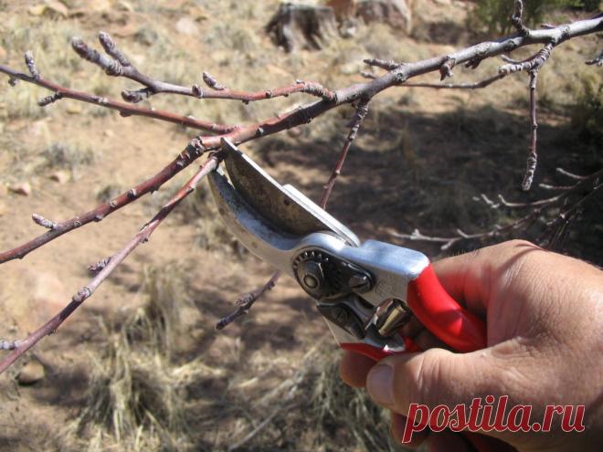 Как обрезать абрикос осенью: инструкция для начинающих