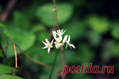 Česnakas, meškinis (lot. Allium ursinum)
