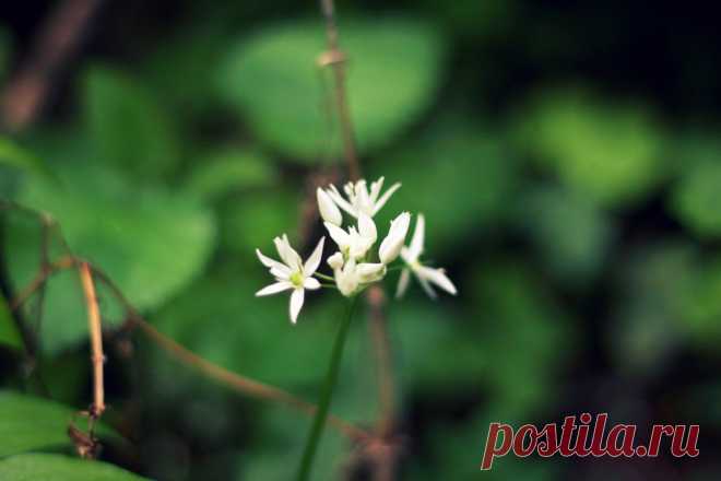 Česnakas, meškinis (lot. Allium ursinum)