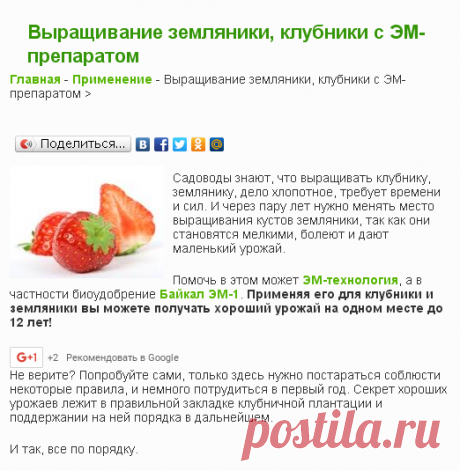 Выращивание земляники, клубники с ЭМ-препаратом