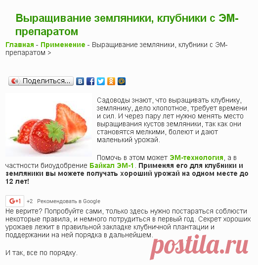 Выращивание земляники, клубники с ЭМ-препаратом