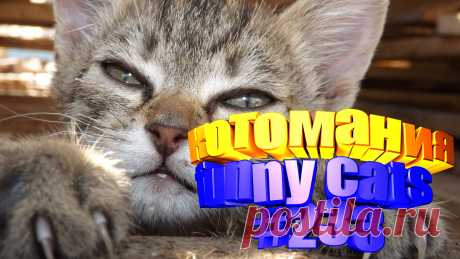 Любите смотреть приколы про кошек? Тогда мы уверены, Вам понравится наше видео 😍. Также на котомании Вас ждут: видео кот,видео кота,видео коте,видео котов,видео кошек,видео кошка,видео кошки,видео о котах, видео о кошках смешные, видео с котиками, для котов, коты 2020, кошек, кошки видео, приколы от кошек, про котиков, про кошку видео, смешно кошки, смешные видео с кошками, смешные кошки для детей, смешные ролики про животных, смотреть котики, приколы с котами видео