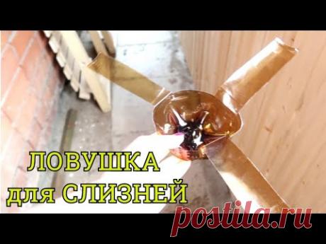 Как я ловлю слизней на даче