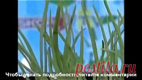 (47) Одноклассники