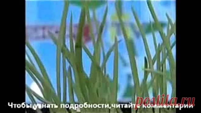 (47) Одноклассники
