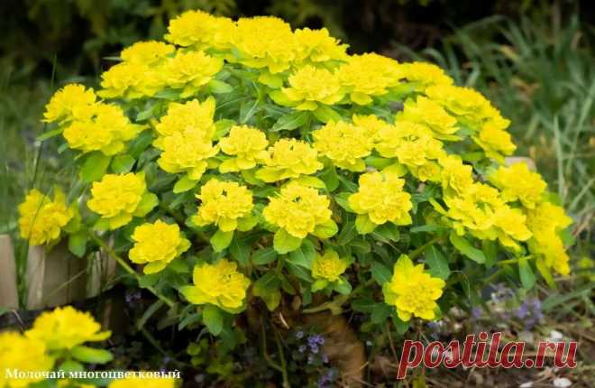 15 неприхотливых растений — посадил и забыл | Урожайный сад и огород | Пульс Mail.ru