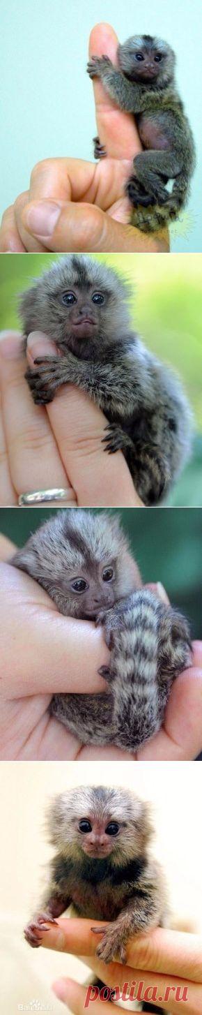 мармозетка