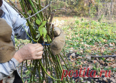 Топ-10 советов о том, как подготовить розы к зимовке
Добрый день, мой читатель. Если зима выдалась снежная, то о дополнительном укрытии можно не беспокоится. Но на случай бесснежной и малоснежной зимы мы предлагаем рассмотреть различные советы и рекомендации. Подготовка роз к зиме. Иллюстрация для статьи используется по стандартной лицензии ©life-hacky.ru Нормализуйте режим внесения подкормок...
Читай пост далее на сайте. Жми ⏫ссылку выше