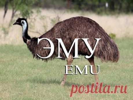 Эму — Emu - YouTube